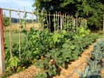 garden with bean poles