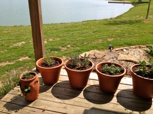 planted-potted-herbs
