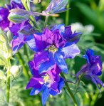 Consolida ajacis Larkspur Fancy Blue&nbsp;Purple