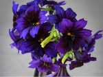 Kew Blue Salpiglossis