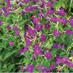 Nicotiana x sanderae&nbsp;F1