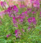 22- 022222 Cleome Violet&nbsp;Queen