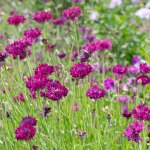 22- 022222 Ultra Violet&nbsp;Cornflower