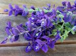 22- 022322 Blue Monday Sage&nbsp;Salvia