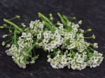 22- 022322 Tall Sweet&nbsp;Alyssum