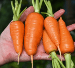 22 – 031422 New Kuroda&nbsp;Carrot