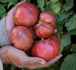 22 – 031422 Purple Reign&nbsp;Tomato