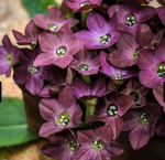 22- 112921 Bronze Queen&nbsp;Nicotiana