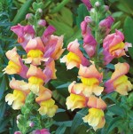 Antirrhinum majus maximum (Orange&nbsp;Wonder)