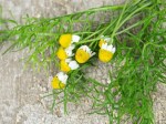 German Chamomile