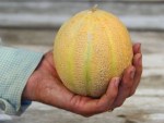 Minnesota Midget Melon