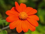 Red Torch Tithonia