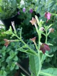 Nicotiana Bronze Queen