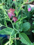 Nicotiana Bronze Queen