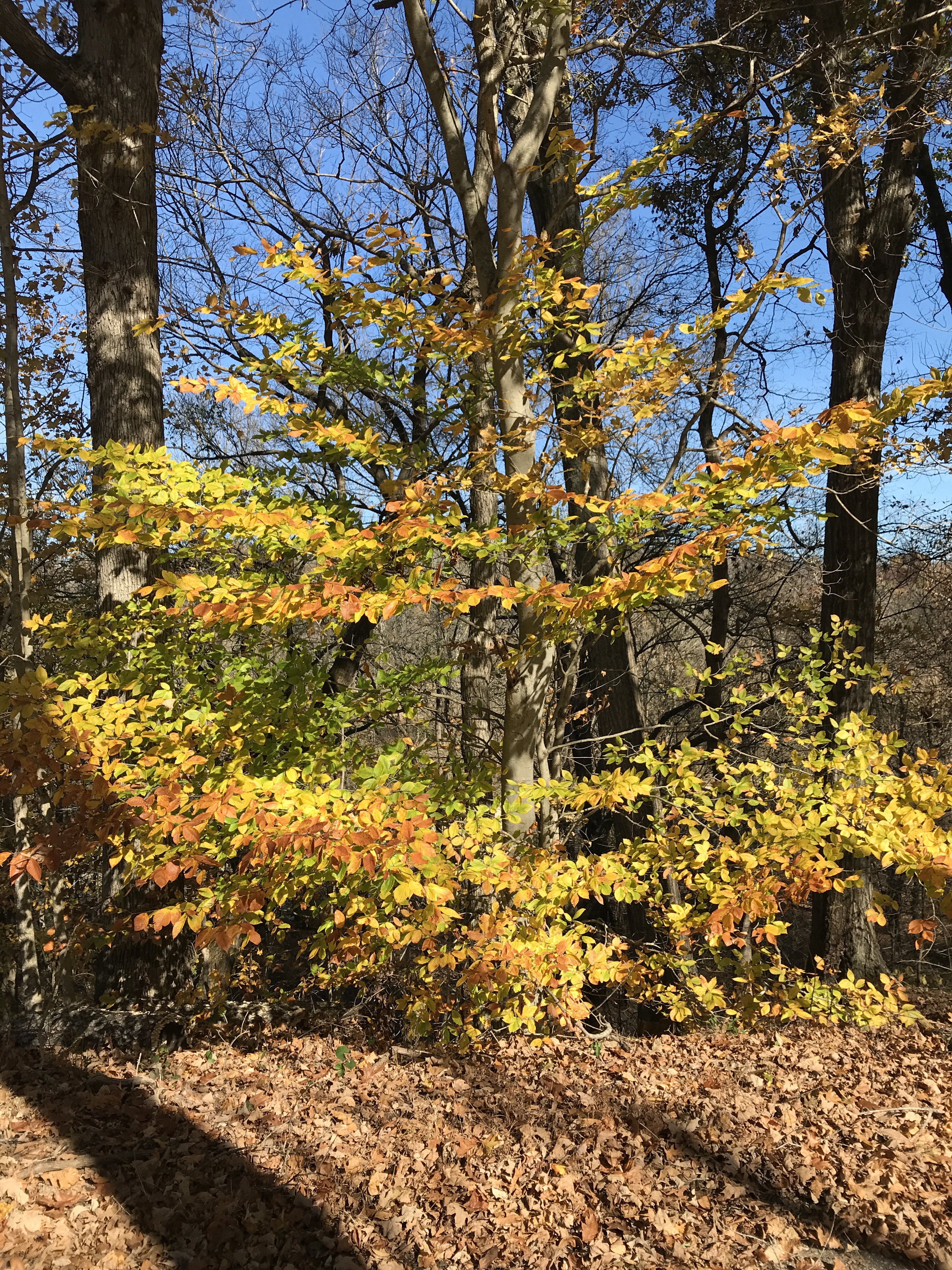 American Beech « Gardening and Hiking Adventures
