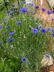 Centaurea cyanus “Blue Cornflower”