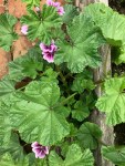 Malva sylvestris