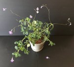 Streptocarpella Nodding Violet