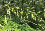 Dioscorea villosa – wild&nbsp;yam