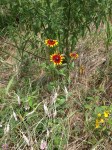 Rudbeckia