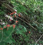 Silene virginica
