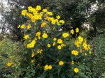 Native Helianthus