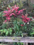 Alianthus